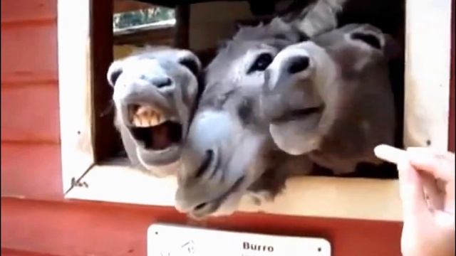 Смешные Ослики Смотри!!!