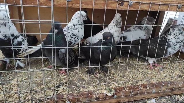 ЯРМАРКА В СЛАВЯНСК ДОН.ОБЛ.3.ЧАСТЬ смотреть онлайн