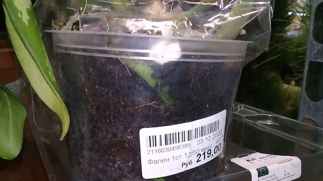 ОРХИДЕИ В ОБИ смотреть онлайн