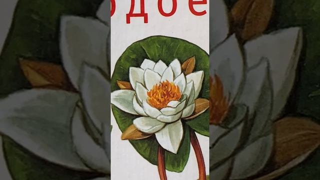 «Кувшинка и кубышка»: онлайн-рассказ смотреть онлайн