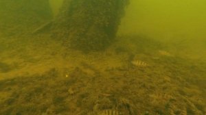 ЛУЧШАЯ приманка для окуня - какая она? Подлёдные съёмки!