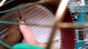 мышка соня просыпается