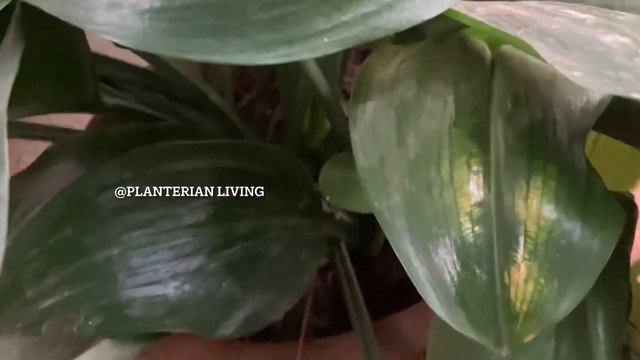 Amazon Lily Eucharis Grandiflora beautiful flowering plant смотреть онлайн