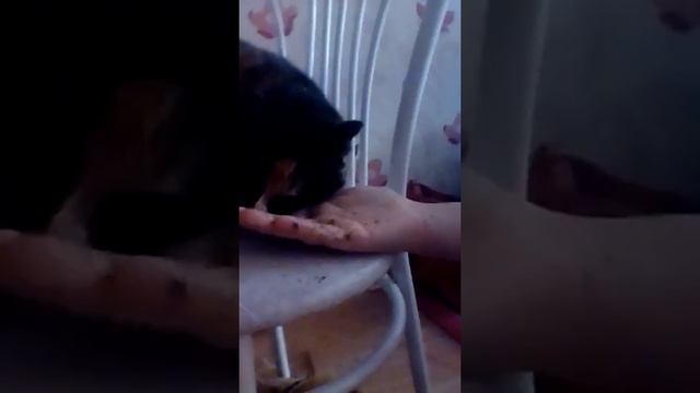 Моя кошка и кошачья мята смотреть онлайн