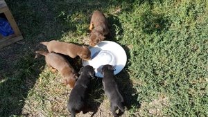 Щенки ягдтерьера питомник Кляйн Ягер