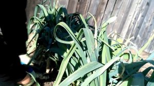 Лук порей Элефант. Урожай.