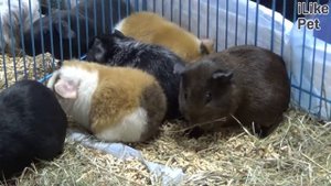 Морская свинка породы Американский тедди. Особенности породы, уход на ilikepet