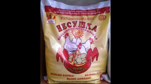 Когда куры несушки начинают нести яйца  Как ускорить и увеличить яйценоскость у молодок