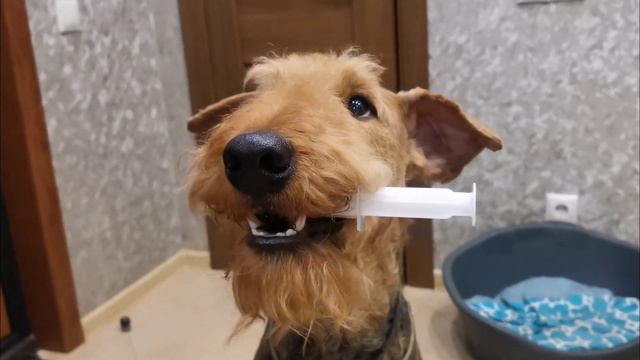 Эрдельтерьер Добби смотреть онлайн