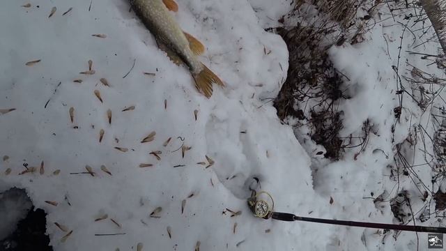 Вот это лютая поклевка!!! Ловля щуки в маленькой речке. Спиннинг в марте. смотреть онлайн