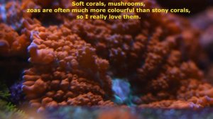 My Reef Tank Introduction.  Rock Flower Anemone Vs  Peppermint Shrimp.