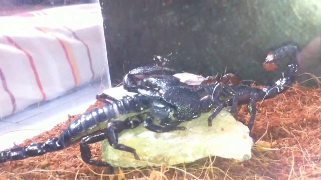 Emperor Scorpion Mating (Pandinus Imperator) смотреть онлайн