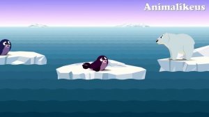 The Seal vs Orca (killer whale) vs Polar Bear. Who would win? Work Together