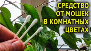 Брызнул немного на ватные палочки и воткнул их в землю - мошки сразу пропали / средство от мушек