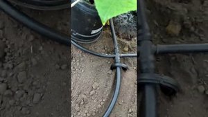 капельный полив огурцов