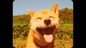 Улыбка. Смешная улыбка животных