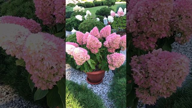 Гортензия Литл Фреско очень красиво розовеет смотреть онлайн