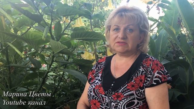 БЕЛОКРЫЛКА ОСЕНЬЮ - УГРОЗА УЖЕ В ДОМЕ смотреть онлайн