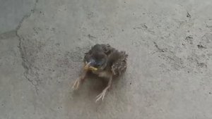 Птенчик выпал из гнезда. Помогаем маме-воробьишке!