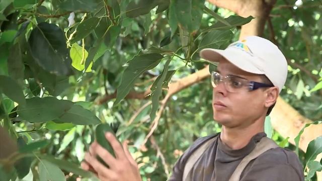 Как выбрать авокадо / How to Choose an Avocado смотреть онлайн