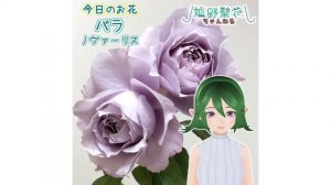 【爽やかブルーのお花】今日のこんにちフラワー#42~#46【総集編】