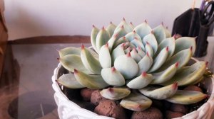 Como cuidar e fazer mudas da echeveria chihuahuensis.