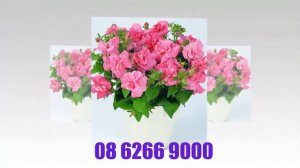 Hoa dạ yên thảo kép, Hoa dạ yên thảo kép - PETUNIA -PET040