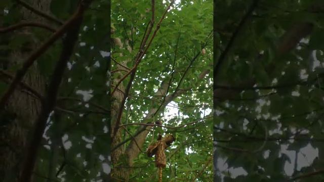 Мои скворечники.Белочка решила съесть часть скворешничкаа именно шишечку на верхушеньке 