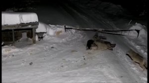 Волки Оборотни разорвали Собаку на цепи НАПАДЕНИЕ НА ДЕРЕВНИ
