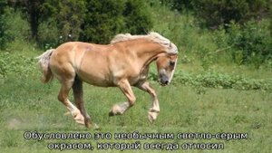 Буланый конь