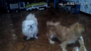 Бои без правил)Кот против собак. Жизнь кота уже не та!)