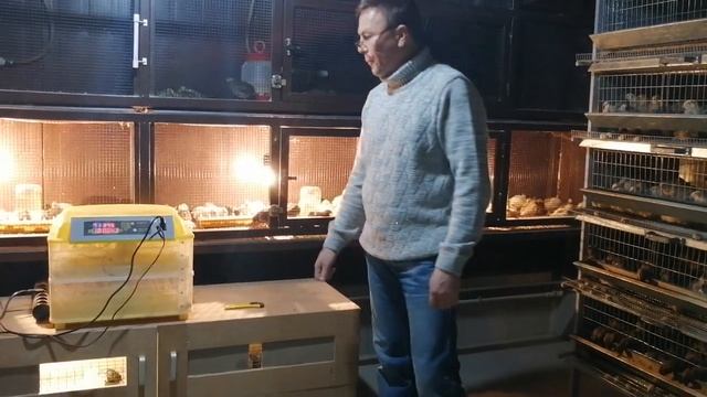 Разведение перепелов как бизнес, с чего начать