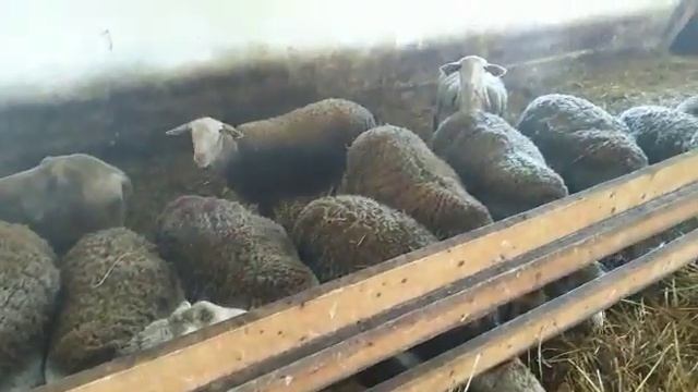 Общие сведения о способах содержания и кормления молочных овец лакон смотреть онлайн