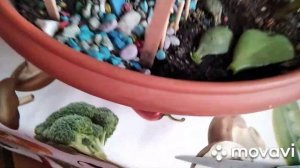 Толстянка-денежное дерево! Обрезка зимой!