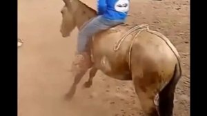 Лошади ловят и едят цыплят. Клондайк тв
