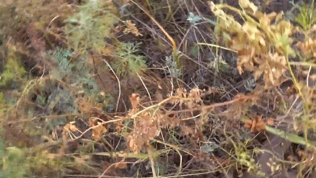 Впервые нахожу тонну металла за 1 час и меня прогнали бросаю металл смотреть онлайн