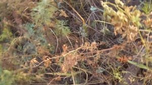 Впервые нахожу тонну металла за 1 час и меня прогнали бросаю металл