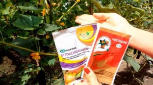 Тля на огурцах Эффективные методы борьбы с тлей на огурцах