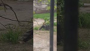 Сосед идёт домой после возлияния