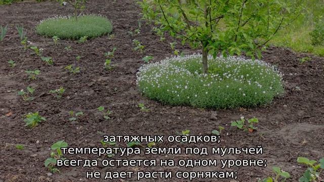 Приствольные круги плодовых деревьев — оформление
