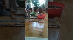 КАК БЫСТРО ОЧИСТИТЬ ФУНДУК ОТ СКОРЛУПЫ?