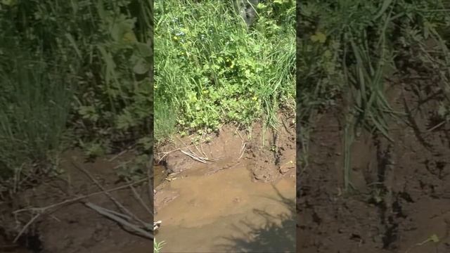 1514 Поймал Крупную Рыбу Хариус #дмитрийяков #рыбалка #тайга #fishing #hunting #хариус #выживалово