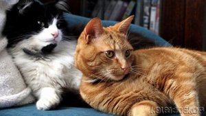 Кошки-герои!! Давайте вспомним про них!