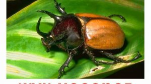 Животные насекомые 3 жуки звук