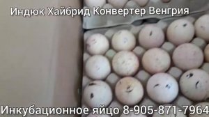 Индюк Хайбрид Конвертер Венгрия,инкубационное яйцо с доставкой.