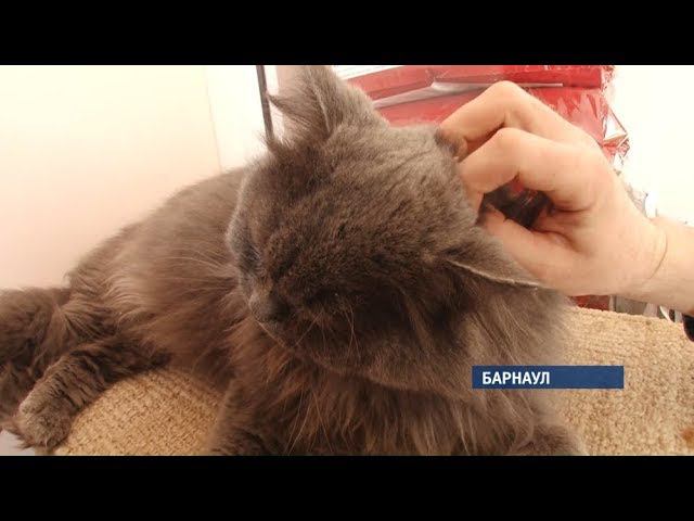 В Барнаульском приюте для животных «Ласка» появилась котокомната
