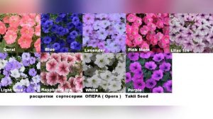 Классификация петунии.