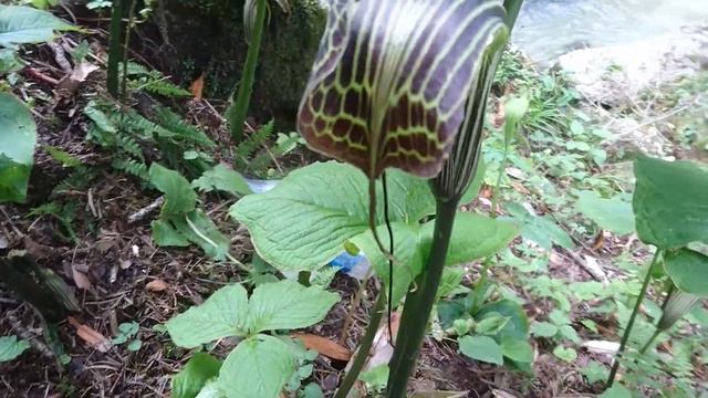 Cobra Lily (Arisaema fargesii) смотреть онлайн