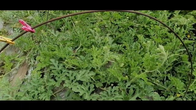 АРБУЗЫ 29 июля 2023, Брянская область,открытый грунт,термос-грядка,Пекинская РадостьF1, Шуга Бейби. смотреть онлайн