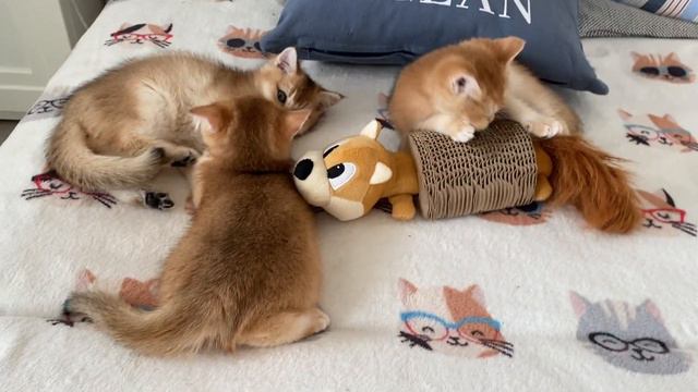 ☀️ ЗОЛОТАЯ БАНДА🤩GOLDEN KITTENS🌞ЗОЛОТАЯ ШИНШИЛЛА☀️